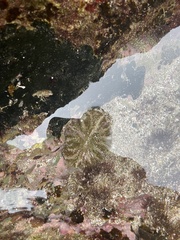 Actinostella bradleyi