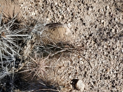 Grusonia kunzei