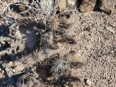 Grusonia kunzei