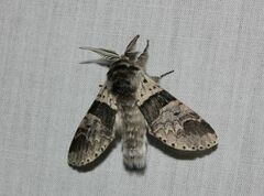 Furcula aeruginosa