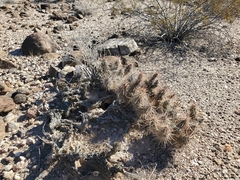 Grusonia kunzei