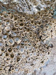 Palythoa mutuki