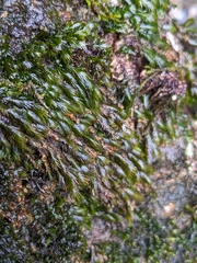 Fissidens grandifrons