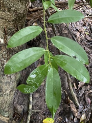 Pycnarrhena novoguineensis