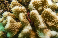 Trapezia rufopunctata