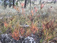 Persicaria angustifolia