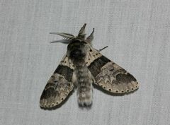 Furcula aeruginosa