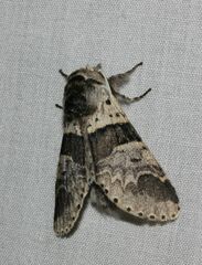Furcula aeruginosa