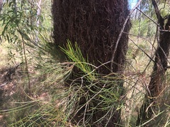 Allocasuarina inophloia