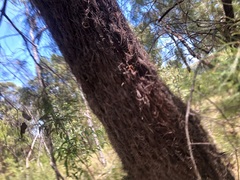 Allocasuarina inophloia