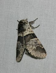 Furcula aeruginosa