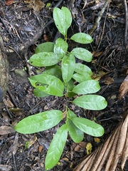 Pycnarrhena novoguineensis