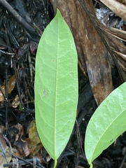Pycnarrhena novoguineensis