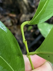 Pycnarrhena novoguineensis