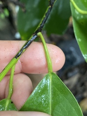 Pycnarrhena novoguineensis