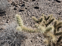 Cylindropuntia echinocarpa