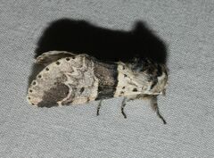 Furcula aeruginosa