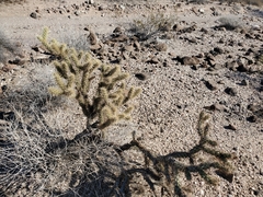 Cylindropuntia echinocarpa