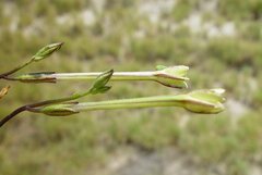 Nicotiana heterantha