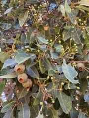 Corymbia calophylla