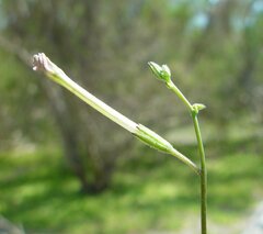 Nicotiana heterantha