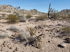 Cylindropuntia echinocarpa