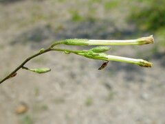 Nicotiana heterantha