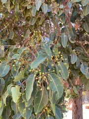 Corymbia calophylla