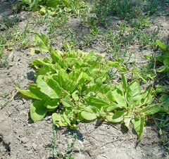 Nicotiana heterantha