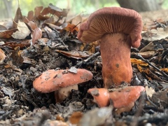 Lactarius rufulus