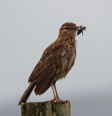 Certhilauda curvirostris brevirostris
