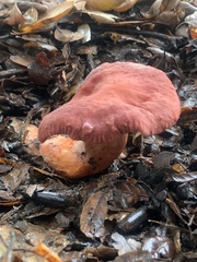 Lactarius rufulus