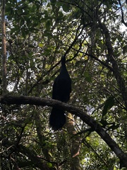 Chamaepetes unicolor
