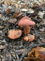 Lactarius rufulus
