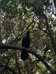 Chamaepetes unicolor