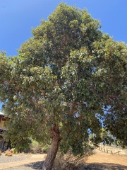 Corymbia calophylla