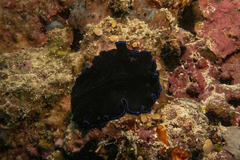 Pseudoceros caeruleocinctus