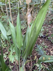 Dracaena aubryana