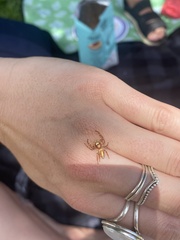 Opisthoncus polyphemus