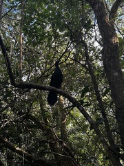 Chamaepetes unicolor