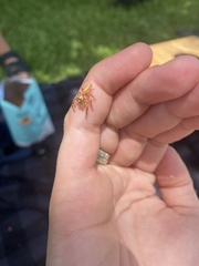 Opisthoncus polyphemus