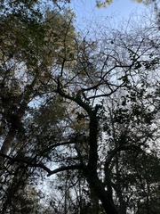 Crataegus spathulata