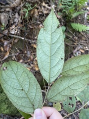 Glochidion acuminatum