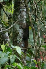 Sciurus pucheranii