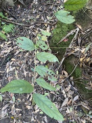 Glochidion acuminatum