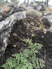 Thalictrum foetidum