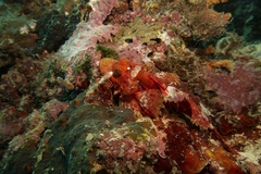 Scorpaenidae