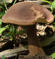 Tylopilus badiceps