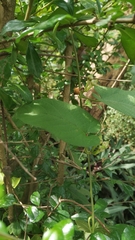 Hoya
