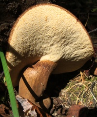 Tylopilus badiceps